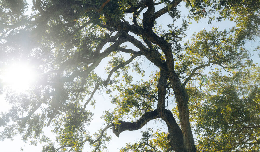 naturaleza-silvestra